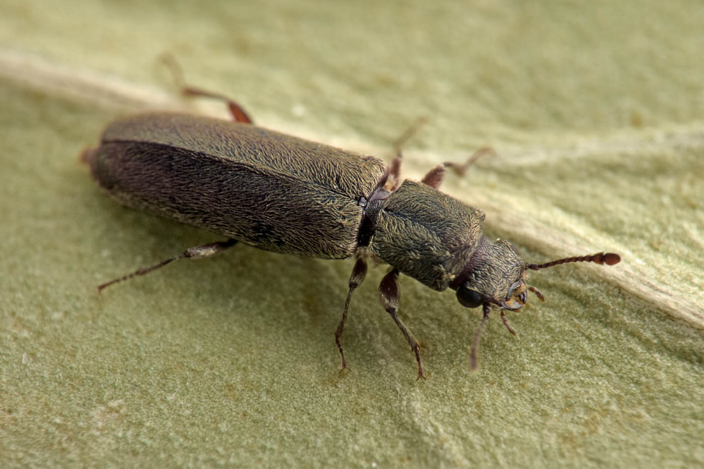 Bostrichidae: Trogoxylon sp.?  Sì, Trogoxylon cfr. parallelipipedum